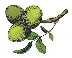 Walnuts hand drawn branch with and green nuts. illustration in color engraving technique. vector
