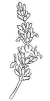 Lavender flower. hand drawing in engraving technique. Wildflower illustration for background, texture, wrapper pattern, frame or border. vector