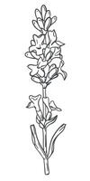Lavender flower. hand drawing in engraving technique. Wildflower illustration for background, texture, wrapper pattern, frame or border. vector