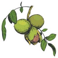 Walnuts hand drawn. Branch with leaves and ripe nuts. illustration in color engraving technique. Ingredient for nut paste, oil, Nocino liqueur. For packaging design. Linear ink drawing. vector