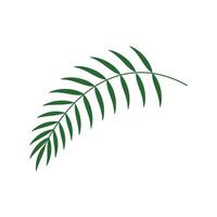 Palm leaf icon illustration Isolated on white background. Green palm leaves isolated on white background. Element illustration for your design. vector