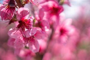 Pink flowers peach tree branch. The flowers are pink and have a delicate appearance. Concept of beauty and tranquility. photo