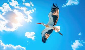 A lone stork gliding peacefully, sunlight streaming through the clouds photo