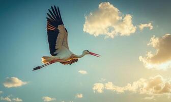 A stork flying gracefully, soft light shining on its wings photo