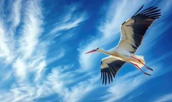 A stork flying gracefully, soft light shining on its wings photo
