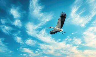 A stork flying gracefully, soft light shining on its wings photo