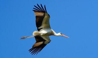 A lone stork gliding peacefully, sunlight streaming through the clouds photo