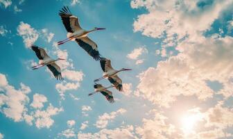 A group of storks flying together, soft golden light shining on them photo