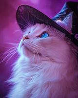 A fluffy white cat with bright blue eyes, wearing a neat witch hat photo