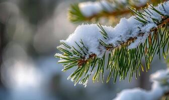 Pine tree close-up, snow clinging, sharp needles photo