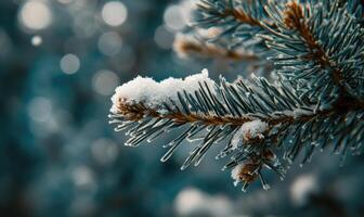 Pine tree close-up, snow clinging, sharp needles photo