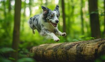 Scottish Sheepdog jumping over a fallen log in a forest photo