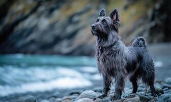 Scottish Sheepdog standing on a rocky beach, ocean waves in the background photo