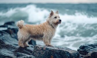 Scottish Sheepdog standing on a rocky beach, ocean waves in the background photo