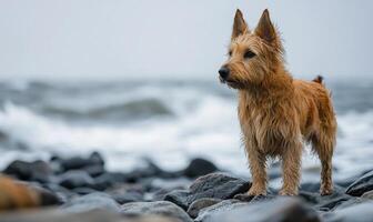 Scottish Sheepdog standing on a rocky beach, ocean waves in the background photo