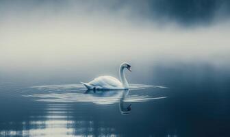 Serene white swan floating on calm water, soft morning light casting golden reflections photo