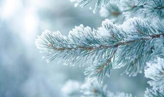Snow resting on coniferous branches, frosty and cold photo