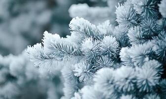 Snow resting on coniferous branches, frosty and cold photo