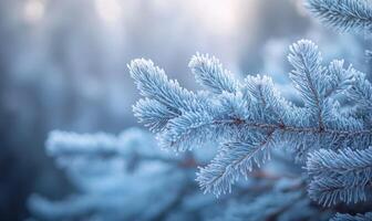 Snow resting on coniferous branches, frosty and cold photo