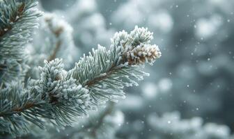 Snow resting on coniferous branches, frosty and cold photo