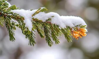 Spruce branch close-up, snow clinging photo