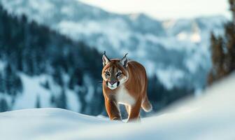 A brown cat is walking through the snow in the mountains photo