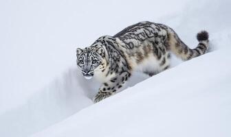 A snow leopard is walking through the snow photo