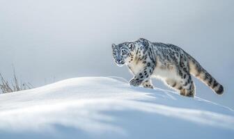 A white and black cat is walking on top of a snow-covered hill photo