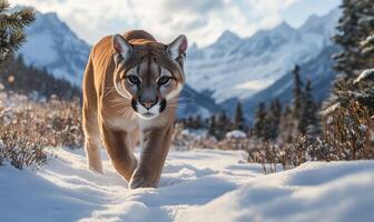 A mountain range is in the background as a brown cat walks through the snow photo