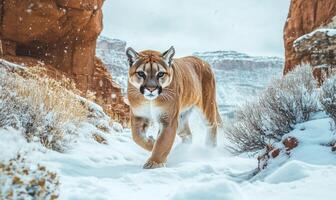 A large brown cat is walking through the snow in a rocky area photo