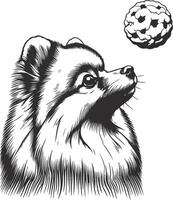 Pomeranian coloring pages vector