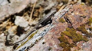Small Lizard Sunning Itself On Small Rock And Looking Around video