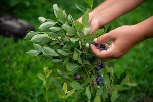 Close Up of a Womans Hand Gently Picking Fresh Blueberries in the Sunlit Garden photo