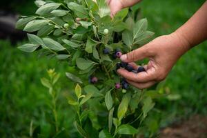 Close Up of a Womans Hand Gently Picking Fresh Blueberries in the Sunlit Garden photo