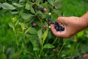 Close Up of a Womans Hand Gently Picking Fresh Blueberries in the Sunlit Garden photo