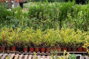 Young Blueberry Seedlings Ready for Future Production of Fresh Juices. photo