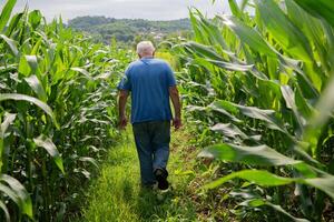 Senior Farmer Walking Through His Fields of Corn, Raspberries, and Blueberries. photo