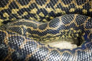 Burmese Python Displaying Its Intricate Scales at Berlin Zoo in Germany photo