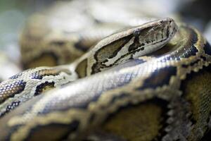 Burmese Python Observing Visitors at Berlin Zoo in Germany photo