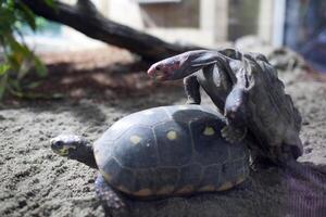 Turtles Mating at Berlin Zoo During a Sunny Afternoon in Germany photo