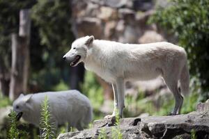 Arctic Wolves Exploring Their Habitat at Berlin Zoo in Germany photo