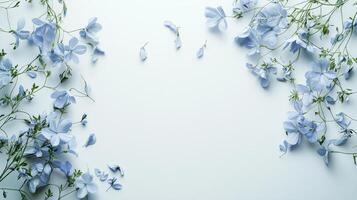 Beautiful blue Hydrangea flowers on white background photo