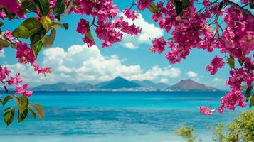 Beautiful pink bougainvillea flowers blooming on the beach photo