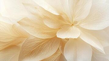 White flowers are illuminated by warm and soft light making them look beautiful. photo