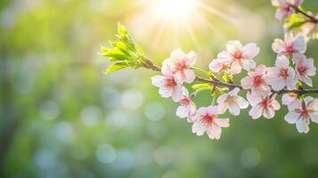 cherry blossoms blooming in sunny weather with warm light and bokeh background photo
