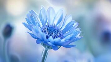 a blue flower with a blurred background photo