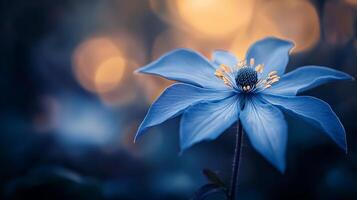 a blue flower with a blurred background photo