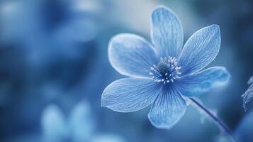 a blue flower with a blurred background photo