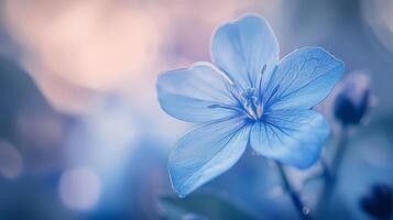 a blue flower with a blurred background photo