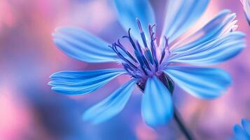 a blue flower with a blurred background photo